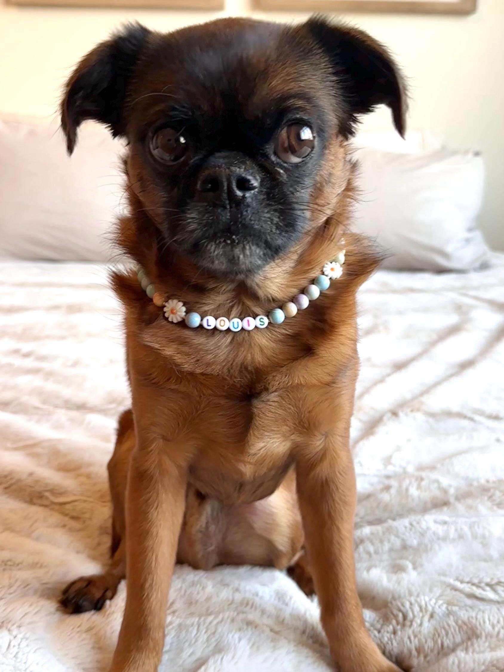 Mini Egg Spring Flowers Dog Necklace