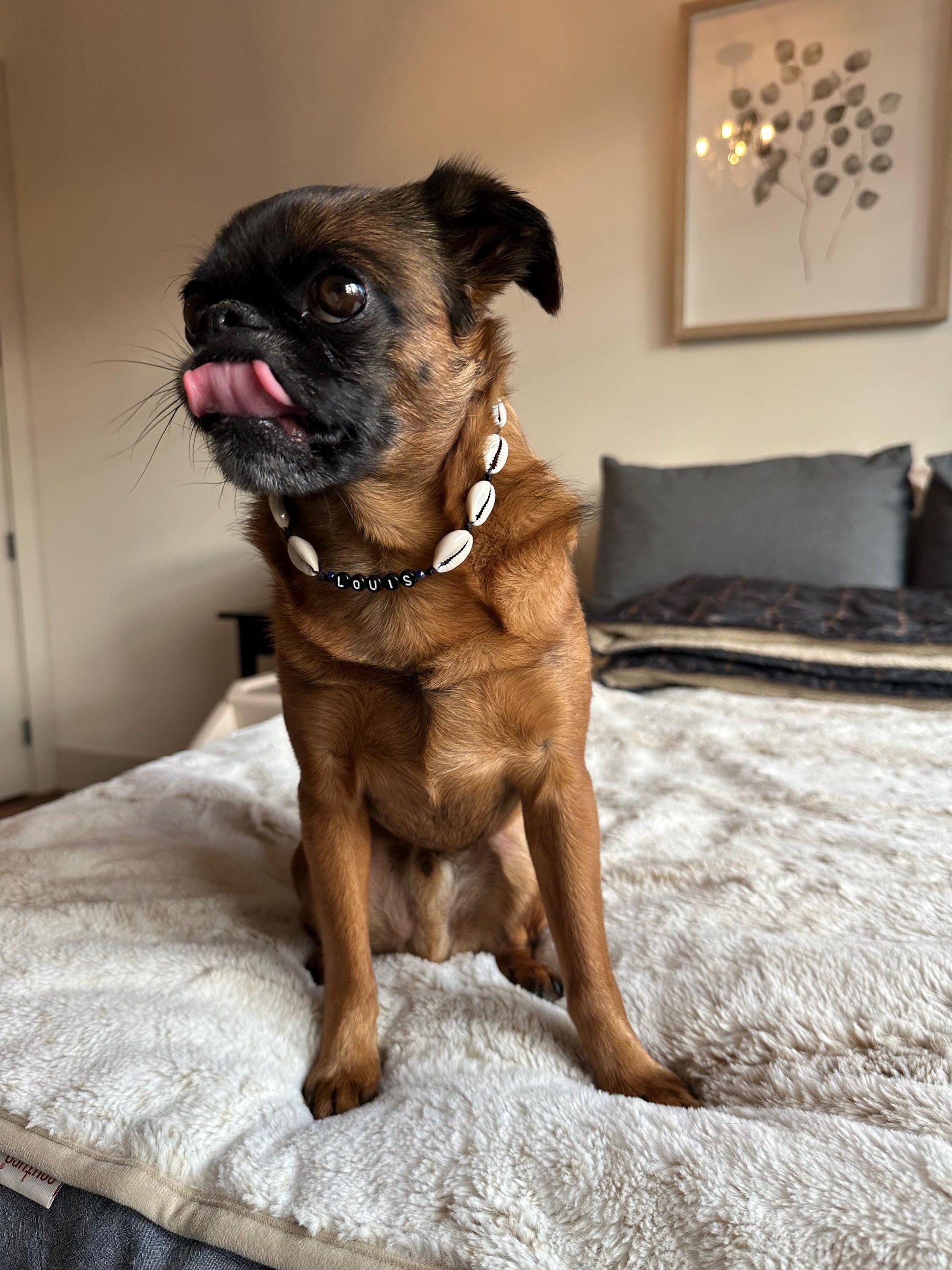 Puka Shell Dog Necklace