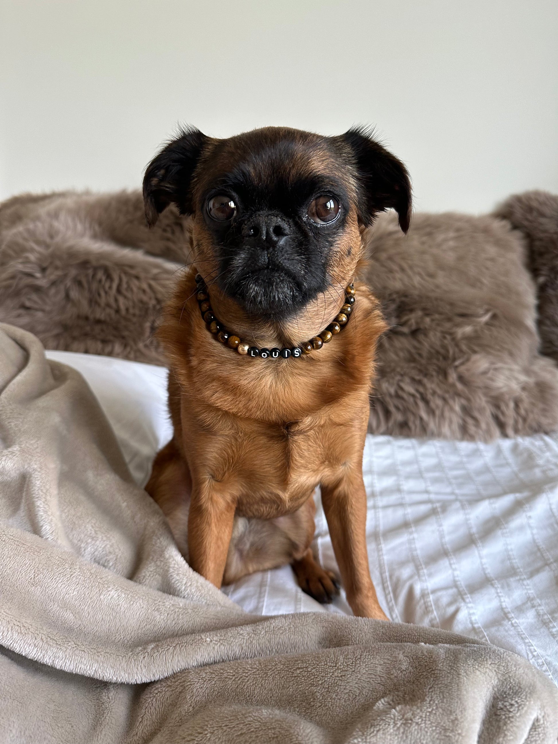Tiger’s Eye Dog Necklace