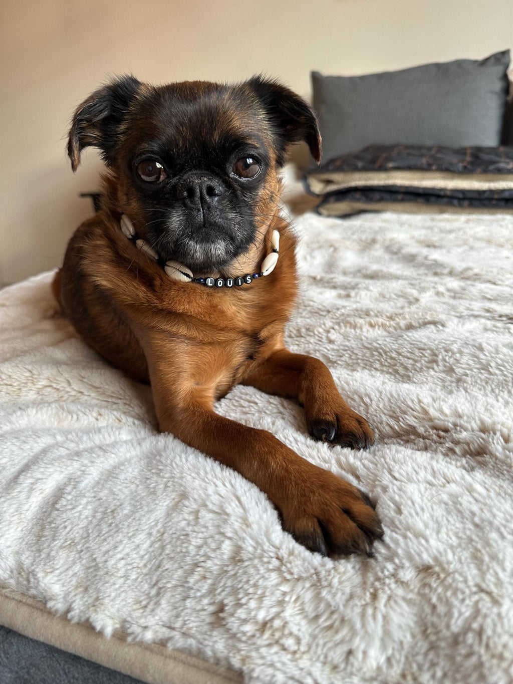 Puka Shell Dog Necklace