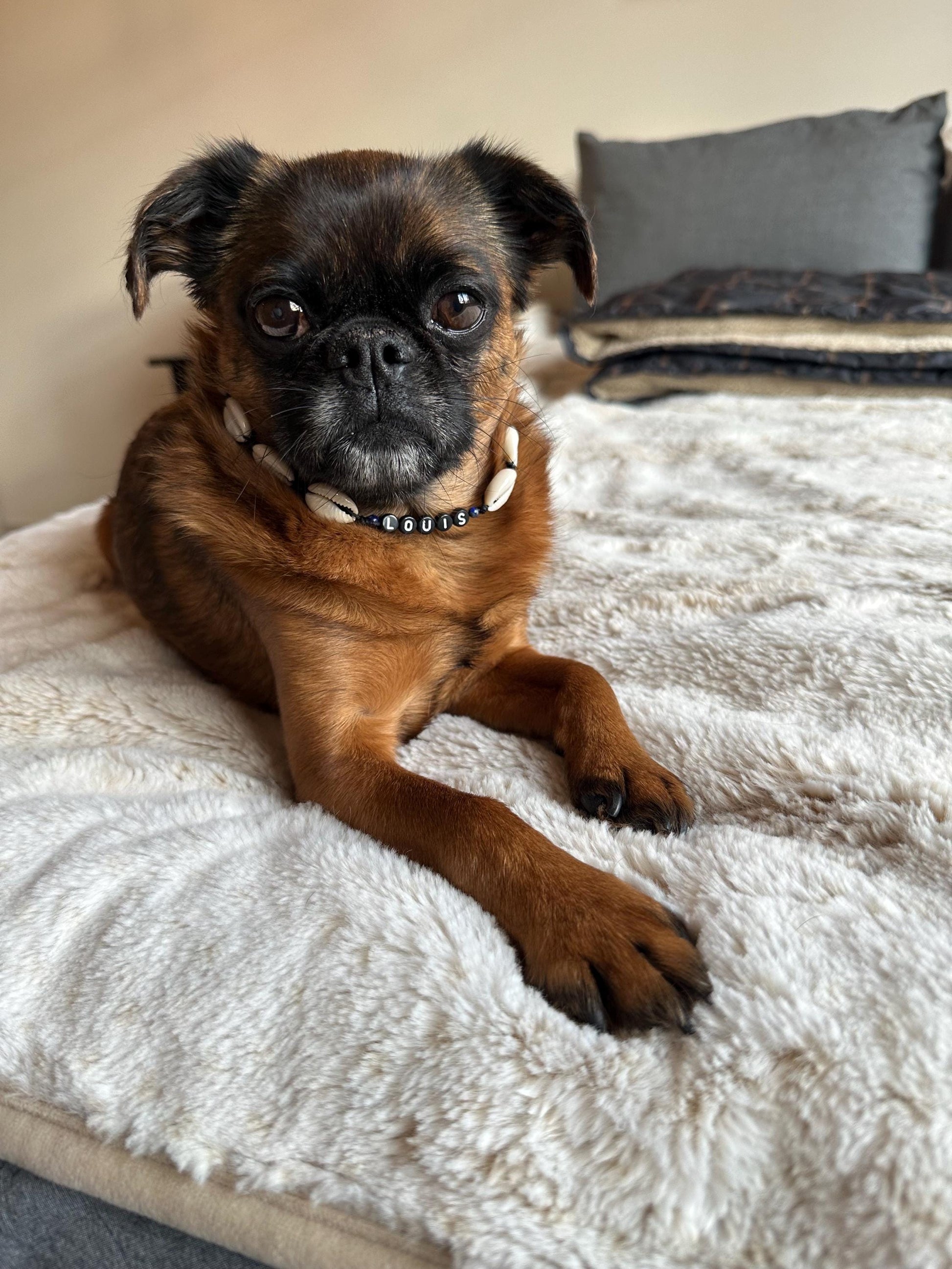 Puka Shell Dog Necklace