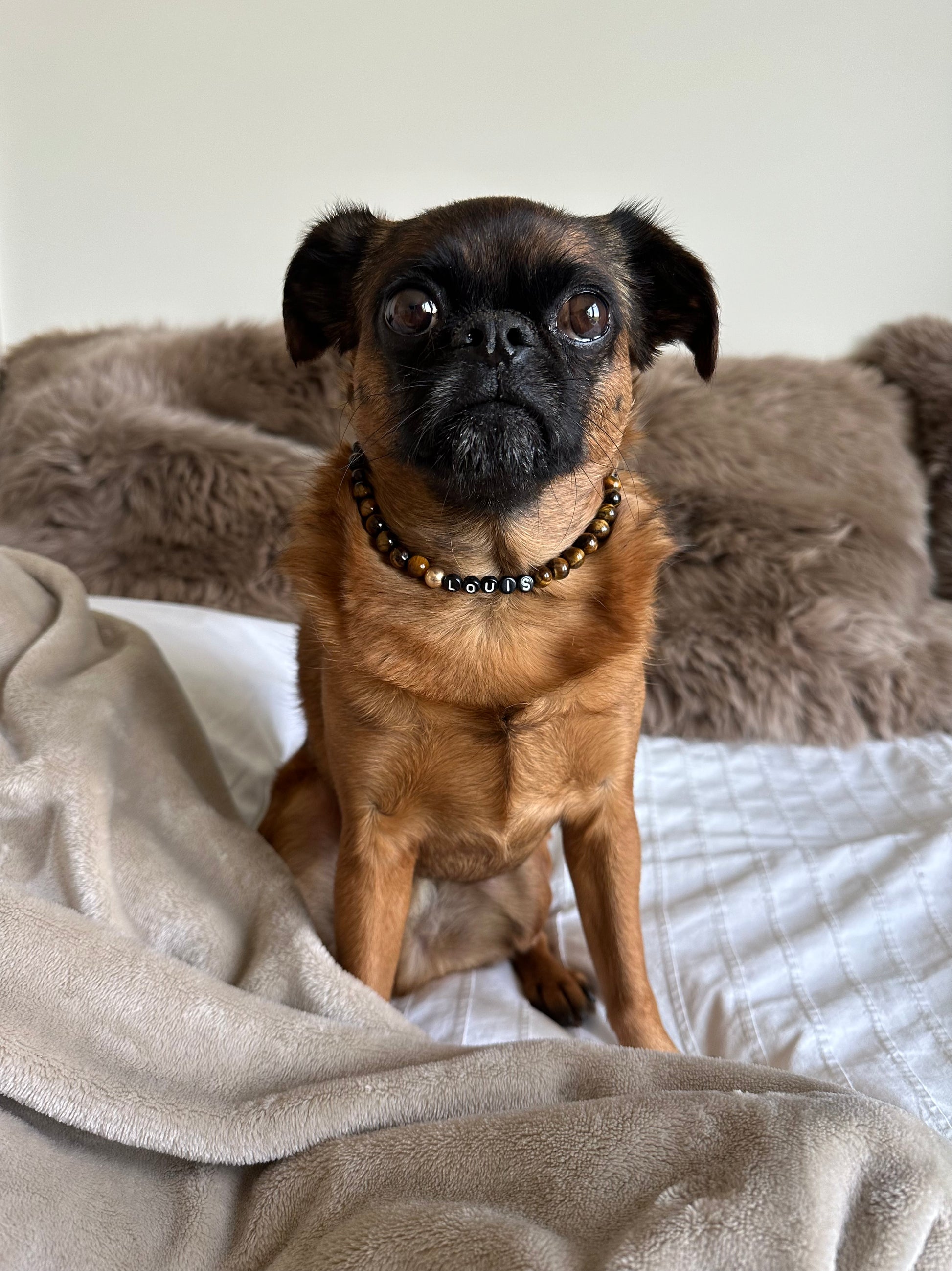 Tiger’s Eye Dog Necklace
