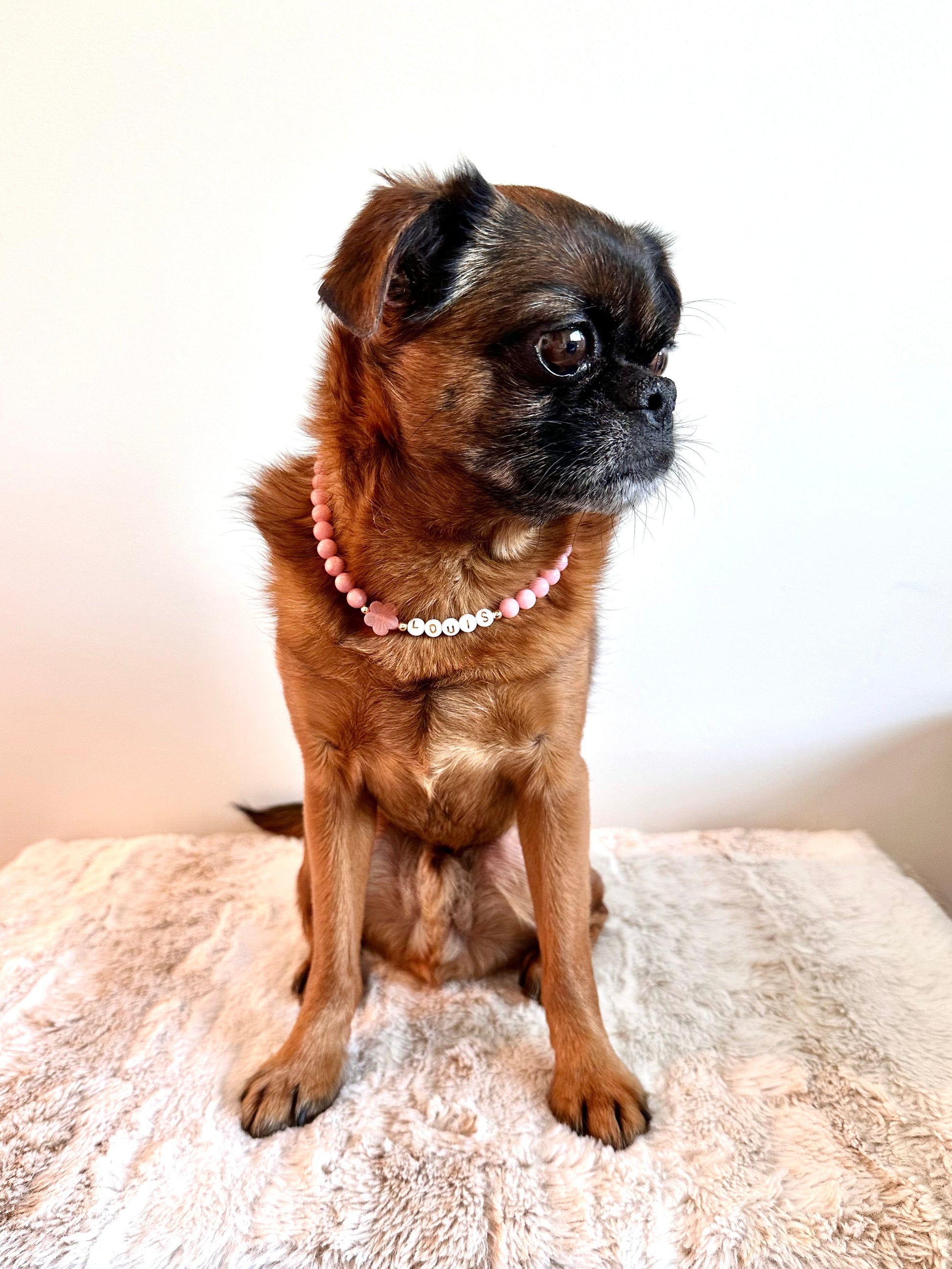 Sunset Blush Dog Necklace