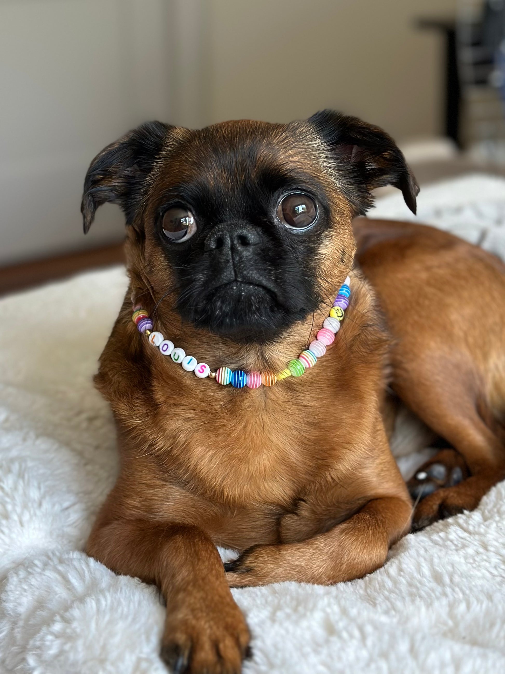 Rainbow Dog Necklace