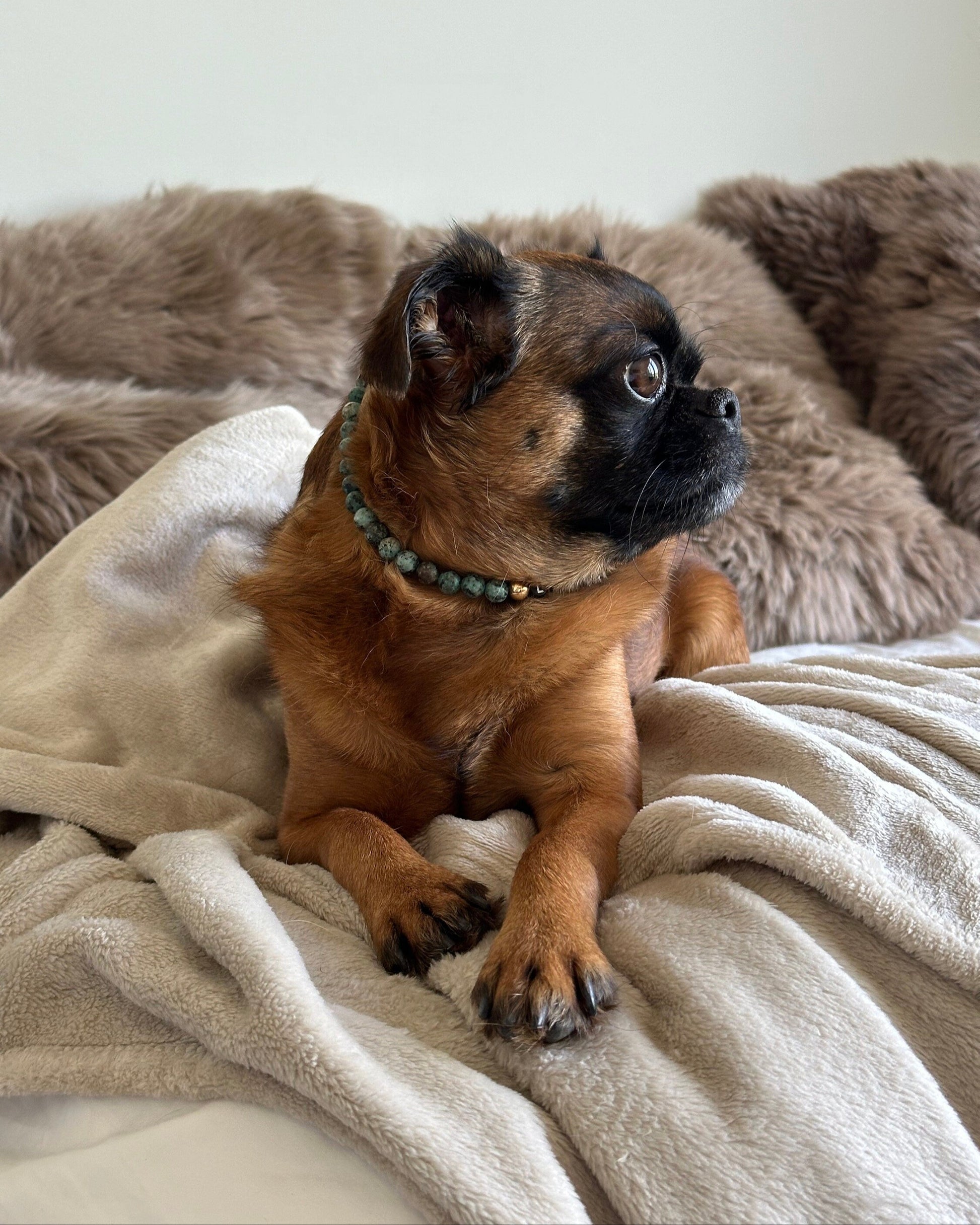 Turquoise Dog Necklace