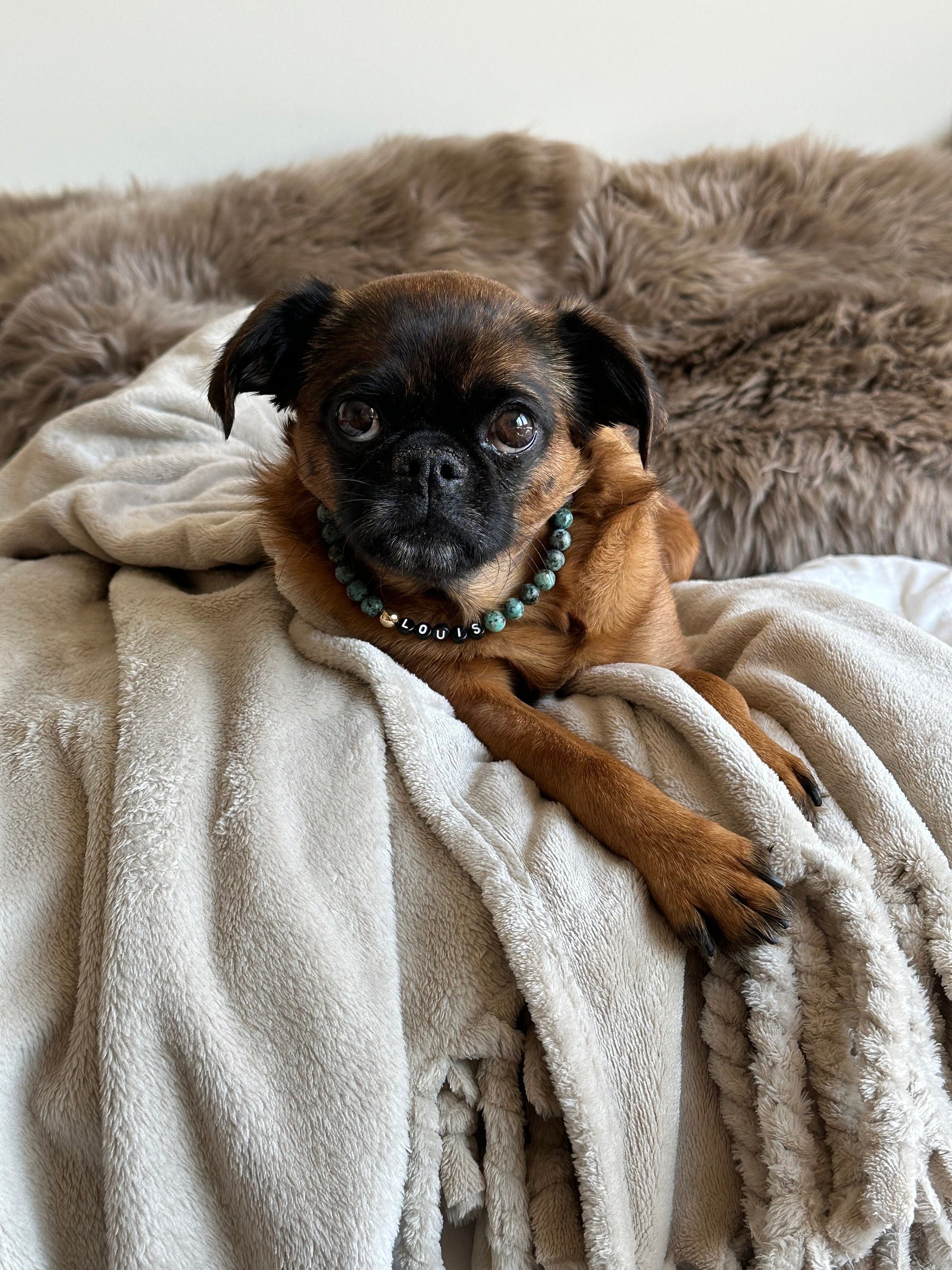 Turquoise Dog Necklace