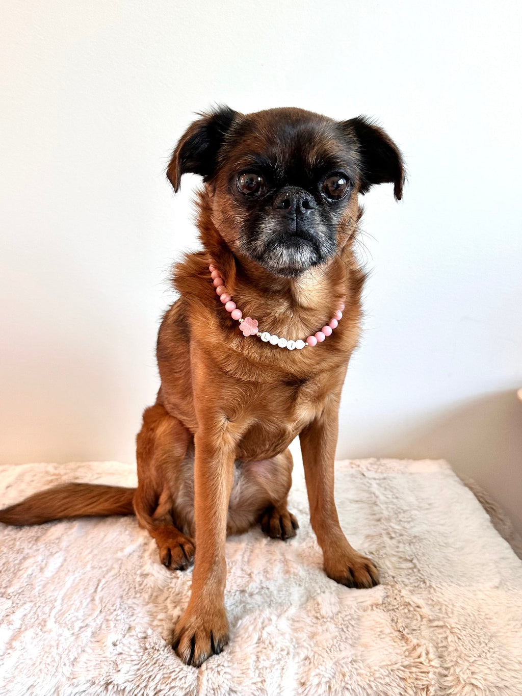 Sunset Blush Dog Necklace