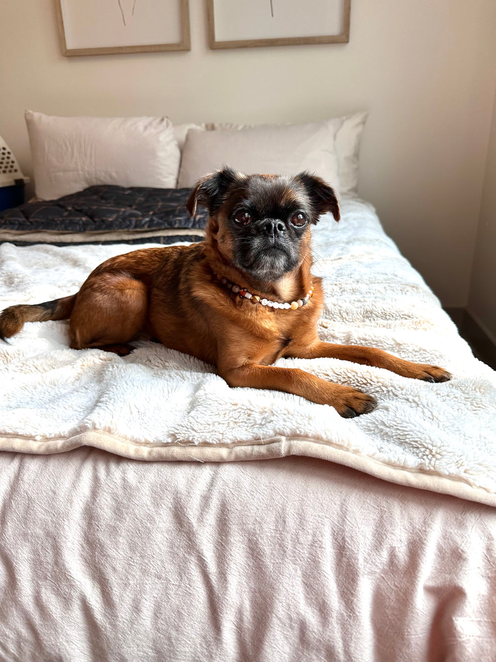 Toadstool Path Dog Necklace