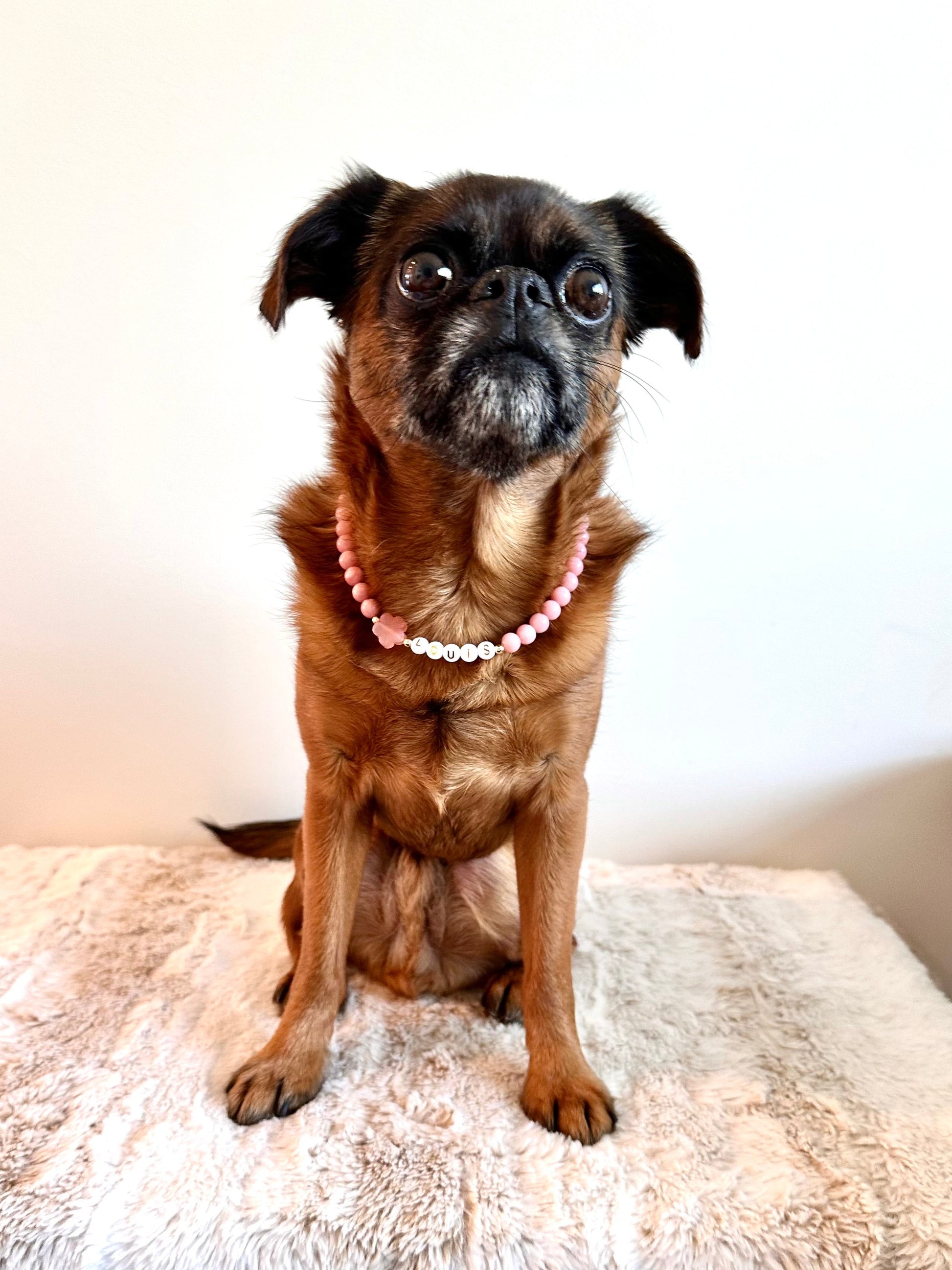 Sunset Blush Dog Necklace