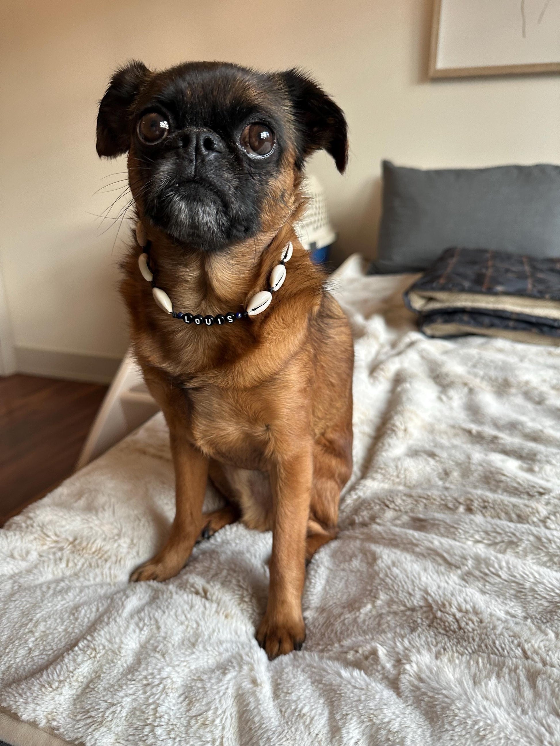 Puka Shell Dog Necklace